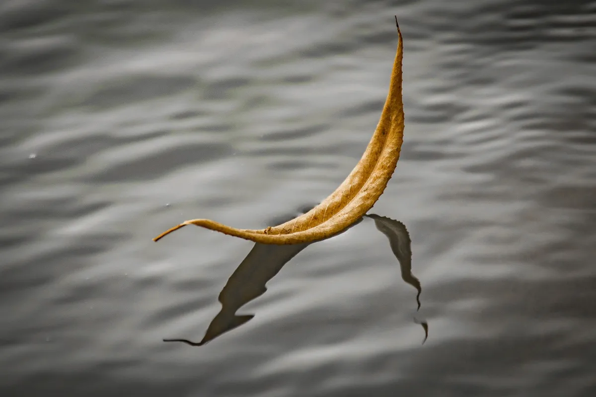 Curled golden leaf floating on gray water